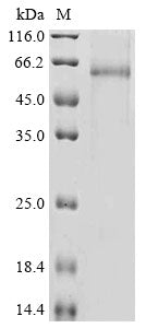 Recombinant Mouse A disintegrin and metalloproteinase with thrombospondin motifs 13 (Adamts13), partial