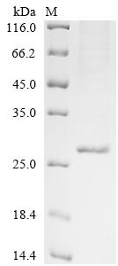 Recombinant Pig Ubiquitin carboxyl-terminal hydrolase isozyme L1 (UCHL1)