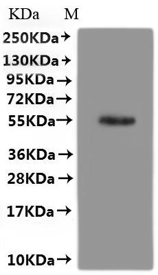 Recombinant Human Protein spinster homolog 3 (SPNS3)-VLPs