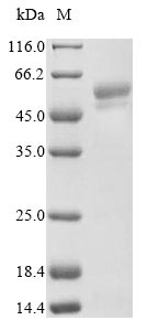 Recombinant Human Serpin A9 (SERPINA9)