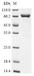 Recombinant Macaca fascicularis Myocilin (MYOC)