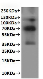 Recombinant Mouse G-protein coupled receptor 20 (Gpr20)-VLPs
