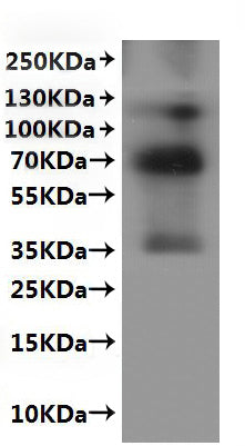 Recombinant Mouse G-protein coupled receptor 20 (Gpr20)-VLPs