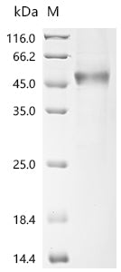 Recombinant Human Secreted and transmembrane protein 1 (SECTM1), partial, Biotinylated