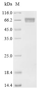 Recombinant Mouse Uncharacterized protein C1orf54 homolog