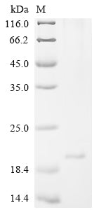 Recombinant Mouse Uncharacterized protein C1orf54 homolog