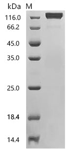 Recombinant Human Neogenin (NEO1), partial