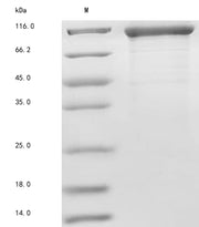 Recombinant Human Fc receptor-like protein 5 (FCRL5), partial