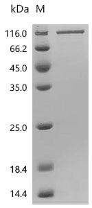Recombinant Human Fc receptor-like protein 5 (FCRL5), partial
