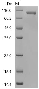 Recombinant Human Sortilin (SORT1), partial
