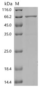 Recombinant Mouse Angiopoietin-related protein 2 (Angptl2)