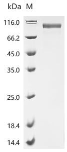 Recombinant Human Angiotensin-converting enzyme 2 (ACE2), partial