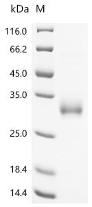 Recombinant Mouse Gamma-interferon-inducible lysosomal thiol reductase (Ifi30)