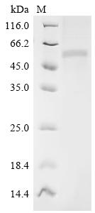 Recombinant Human Butyrophilin-like protein 2 (BTNL2), partial