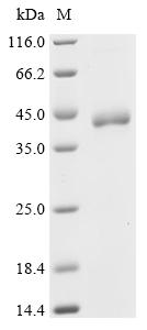 Recombinant Drosophila melanogaster Barrier-to-autointegration factor (baf)