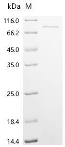 Recombinant Rat Inhibin beta C chain (Inhbc)