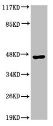Western Blot analysis of HepG2 cells using Acrosin Polyclonal Antibody