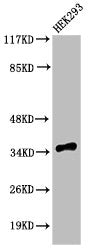 Western Blot analysis of 293 cells using Cleaved-Caspase-9 p35 (D315) Polyclonal Antibody