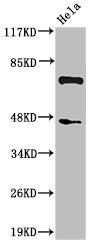 Western Blot analysis of HeLa cells using Cleaved-C1s HC (R437) Polyclonal Antibody