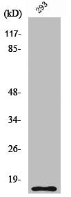 Western Blot analysis of 293 cells using Cleaved-Caspase-5 p10 (S331) Polyclonal Antibody