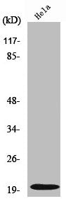 Western Blot analysis of HeLa cells using Cleaved-Caspase-5 p20 (D121) Polyclonal Antibody