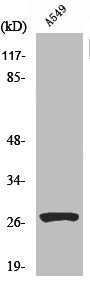 Western Blot analysis of A549 cells using Cleaved-Cathepsin D HC (L169) Polyclonal Antibody
