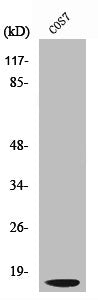Western Blot analysis of COS7 cells using Cleaved-Cathepsin D LC (G65) Polyclonal Antibody