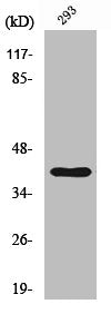 Western Blot analysis of 293 cells using Cathepsin H Polyclonal Antibody