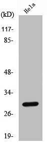 Western Blot analysis of HeLa cells using Cleaved-Cathepsin L1 HC (T288) Polyclonal Antibody