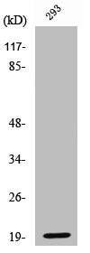 Western Blot analysis of 293 cells using Cleaved-Bad (D71) Polyclonal Antibody