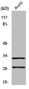 Western Blot analysis of A549 cells using Cleaved-Cathepsin G (I21) Polyclonal Antibody