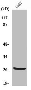 Western Blot analysis of COS7 cells using Cleaved-Cathepsin Z (L62) Polyclonal Antibody