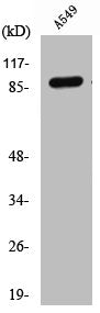 Western Blot analysis of A549 cells using Cleaved-COL3A1 (G1221) Polyclonal Antibody