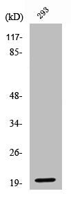 Western Blot analysis of 293 cells using Cleaved-Ephrin-A2 (N188) Polyclonal Antibody