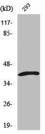 Western Blot analysis of 293 cells using ICAD Polyclonal Antibody
