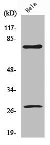 Western Blot analysis of HeLa cells using Cleaved-Lamin A (D230) Polyclonal Antibody