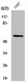 Western Blot analysis of COS7 cells using Cleaved-MMP-15 (Y132) Polyclonal Antibody