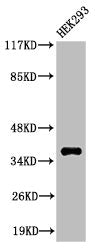 Western Blot analysis of 293 cells using Cleaved-MMP-23 (Y79) Polyclonal Antibody