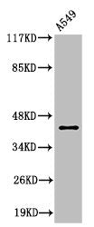 Western Blot analysis of A549 cells using Cleaved-MMP-3 (F100) Polyclonal Antibody