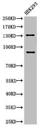 Western Blot analysis of 293 cells using Cleaved-Notch 2 (D1733) Polyclonal Antibody