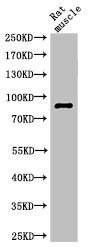Western Blot analysis of rat-musle cells using Cleaved-PARP-1 (G215) Polyclonal Antibody