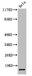 Western Blot analysis of HeLa cells using Cleaved-SUMO-2/3 (G93) Polyclonal Antibody