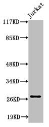Western Blot analysis of Jurkat cells using Cleaved-Tumstatin (P1426) Polyclonal Antibody