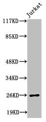 Western Blot analysis of Jurkat cells using Ephrin-A5 Polyclonal Antibody