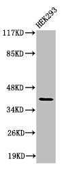 Western Blot analysis of 293 cells using Cleaved-Factor XII HC (R372) Polyclonal Antibody