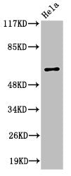 Western Blot analysis of HeLa cells using HABP2 Polyclonal Antibody