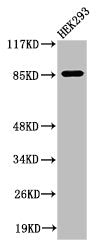 Western Blot analysis of 293 cells using Cleaved-MPO 89k (A49) Polyclonal Antibody
