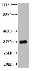 Western Blot analysis of Jurkat cells using Caspase-6 Polyclonal Antibody