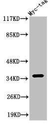 Western Blot analysis of Myc-tag cells using Myc-tag Polyclonal Antibody