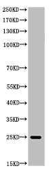 Western Blot analysis of HIS-protein cells using His-tag Polyclonal Antibody